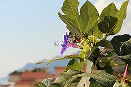 花,树,春天的花朵
