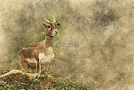 羚羊,鹿,站在