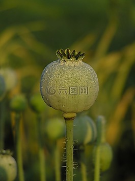 性質,葉子,廠