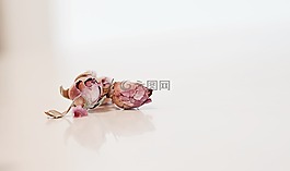 玫瑰,踏板,粉紅色