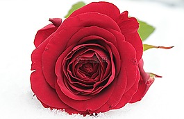 玫瑰,紅色,花