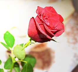 玫瑰,花,紅色