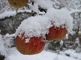蘋果樹,雪,紅色