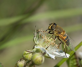 性質,蜜蜂,昆蟲
