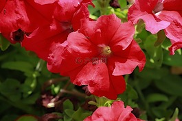 花,紅色,矮牽牛