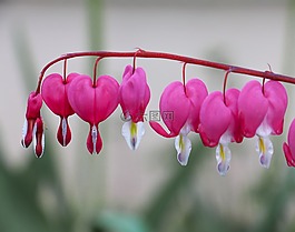 性質(zhì),花,廠