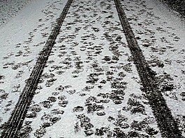 冬天,離,雪