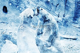 熊,雪,斗爭