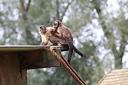 kapucijnaapjes,動(dòng)物園,哺乳動(dòng)物
