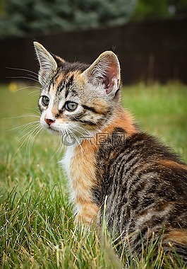動物,可愛,貓