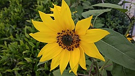 花,向日葵,太陽花