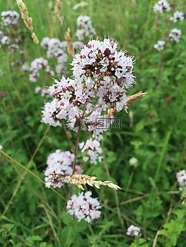 野花,草,性質(zhì)