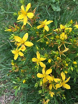 野花,綠色,黃色花
