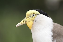鳥(niǎo),動(dòng)物園,華美