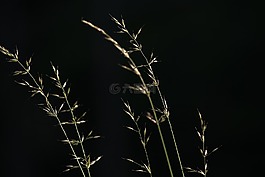 草,種子,性質(zhì)