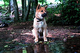 shiba inu,小狗,森林
