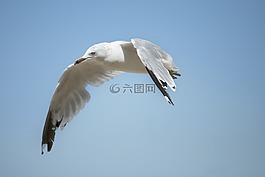 鸟,海鸥,海滩