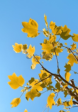 葉子,天空,樹