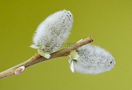 牧場,薩爾 牧場,棕櫚小貓