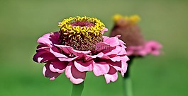 性質(zhì),花,百日草