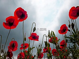罌粟,性質(zhì),紅色