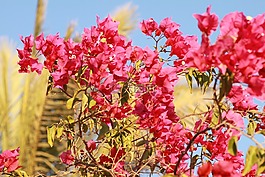 鮮花,粉紅色,廠