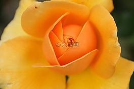 花,性質(zhì),花瓣