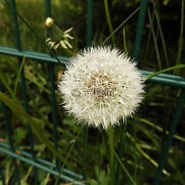 蒲公英,花,廠
