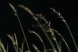 草,種子,性質(zhì)