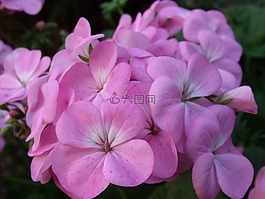 天竺葵,粉紅色,花
