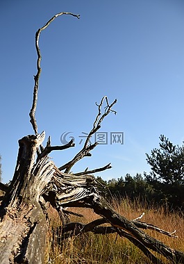 性質(zhì),分支機(jī)構(gòu),海德