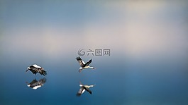 藍(lán)色,天空,鳥(niǎo)類(lèi)