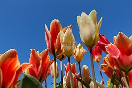 花,性質,廠