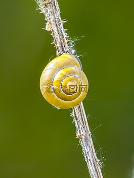蝸牛,磁帶蠕蟲,爬行動物