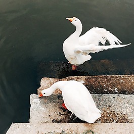 鳥(niǎo),動(dòng)物,鵝