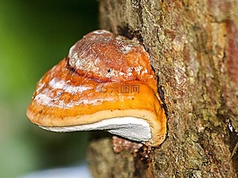 蘑菇,樹(shù)菌,日志