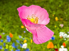 花,開(kāi)花,廠