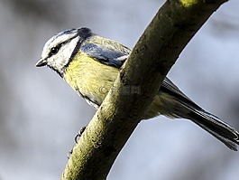 藍(lán)雀,山雀,鳴鳥