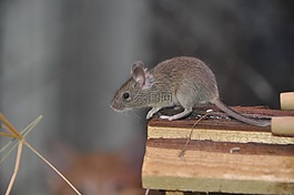 鼠標(biāo),嚙齒動(dòng)物,動(dòng)物