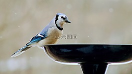 鳥,野生動物,自然
