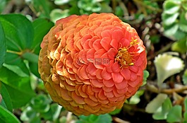 性質(zhì),花,百日草