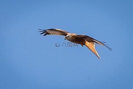 米蘭,鳥,鷙鳥