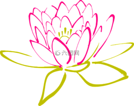 蓮花,花,水百合