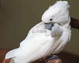 鳥,鸚鵡,羽毛