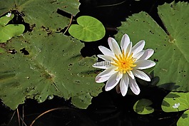 植物,蓮花,葉