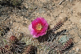 仙人掌,花,红色