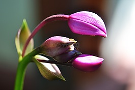 花,螞蟻,花蕾