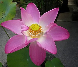 蓮花,花,泰國