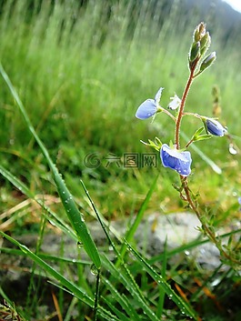 花,綠色,性質(zhì)