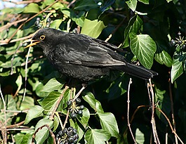 鳥(niǎo),黑鳥(niǎo),動(dòng)物世界